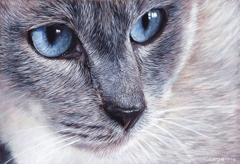 Peintre Animalier Chat #5: Chat-yeux-doux Peintre Animalier Chat #5: Chat-yeux-doux